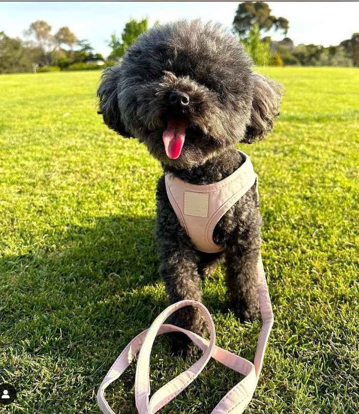 Fuzzyard Harness