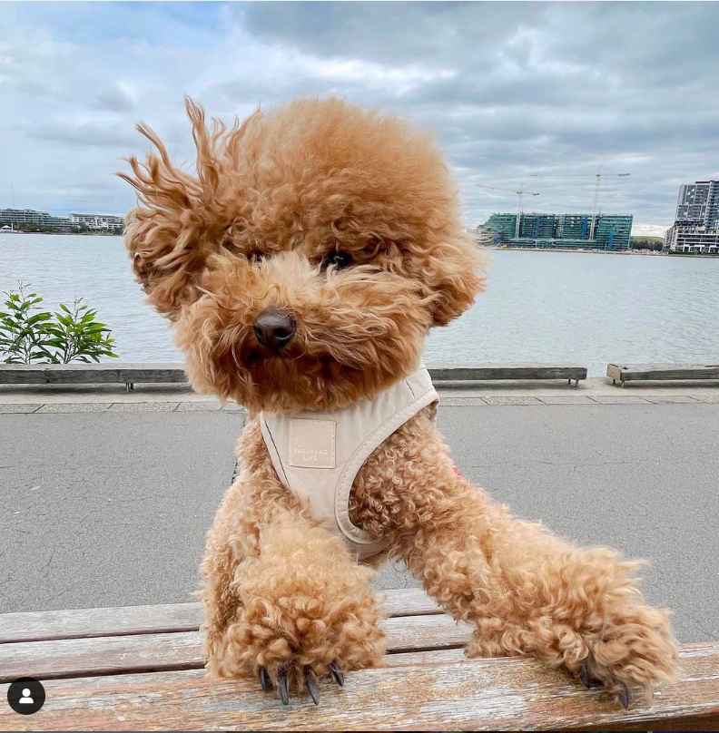 Fuzzyard Beige Harness