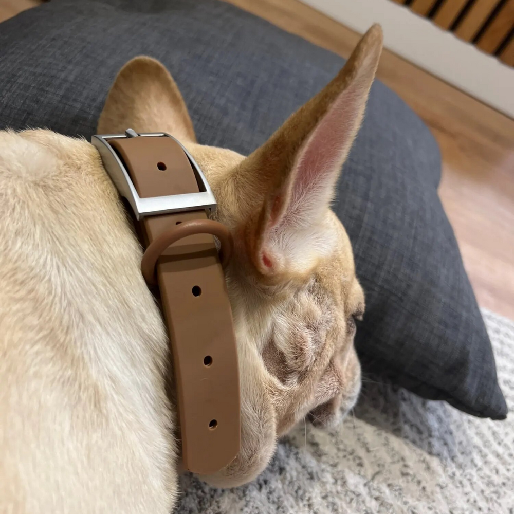 
                  
                    Customized Collar
                  
                