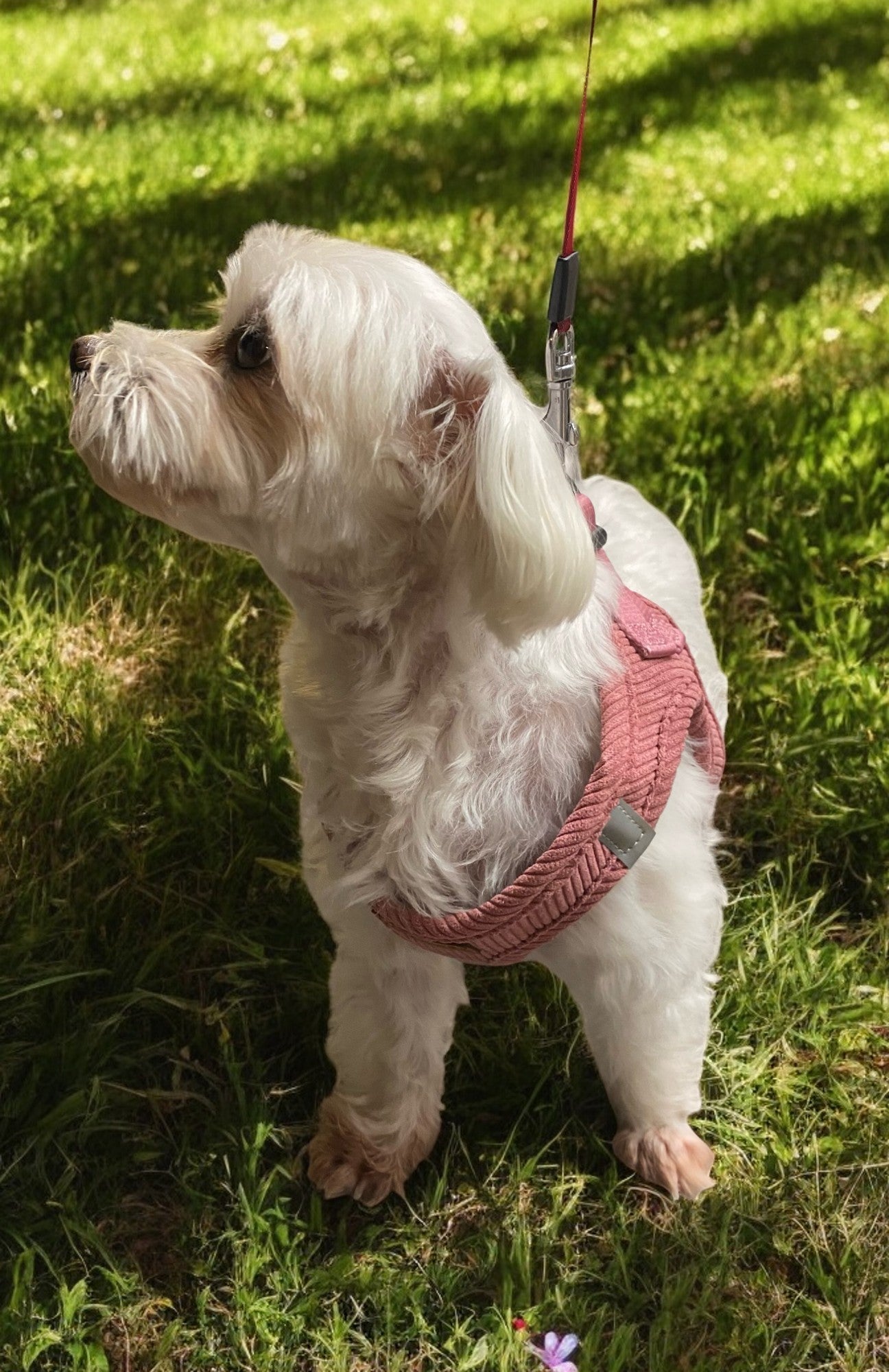 
                  
                    Patamigos Corduroy Harness
                  
                