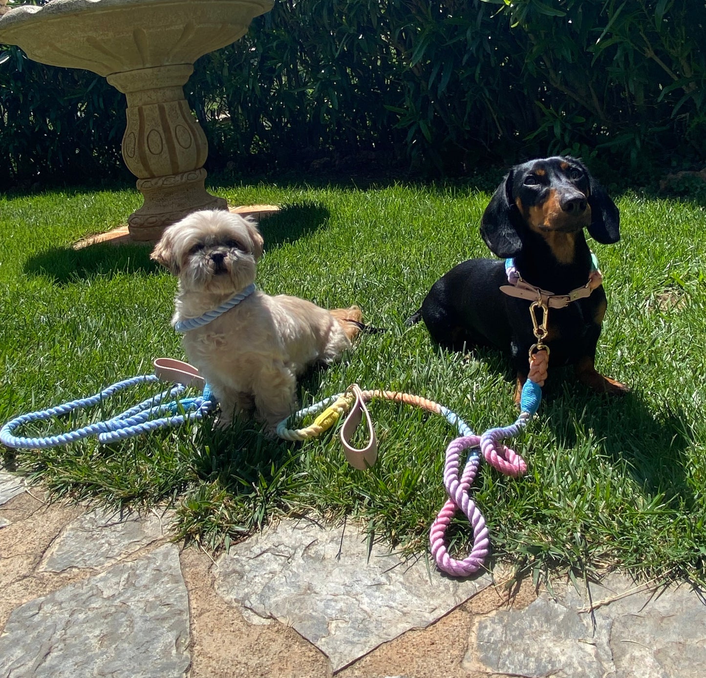 Patamigos
